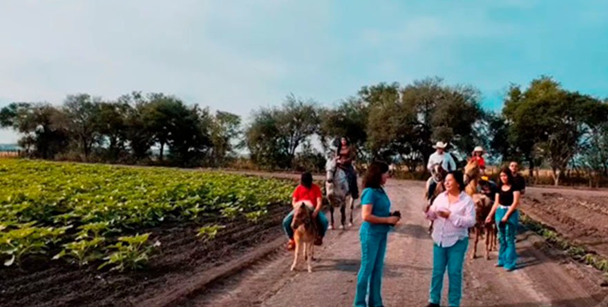 Abrirán campo de girasoles