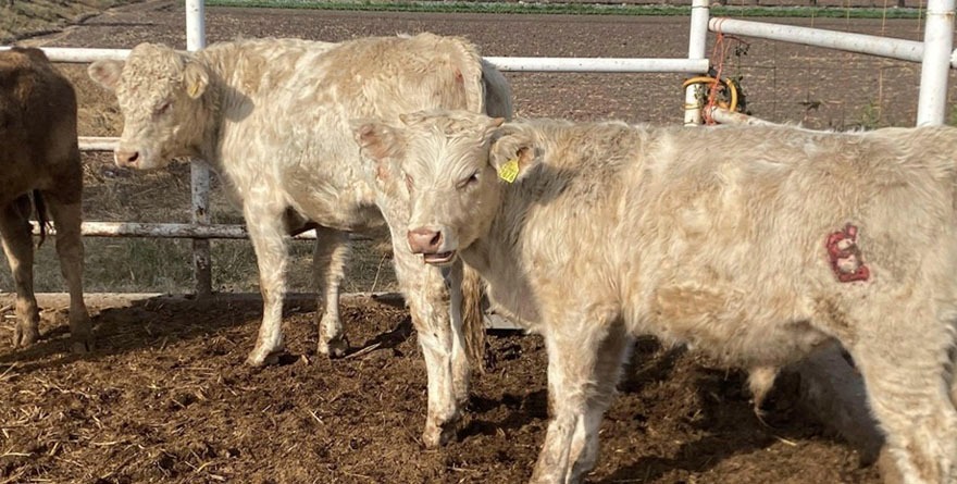 El campo, estable pese a rumores