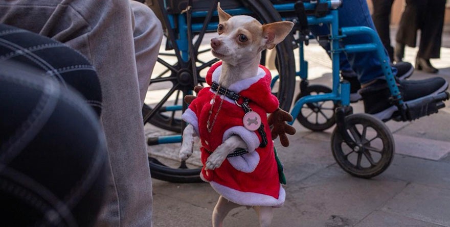 Una navidad perruna que roba miradas
