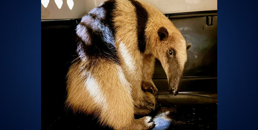 EXTRAVÍA SU GPS OSO HORMIGUERO