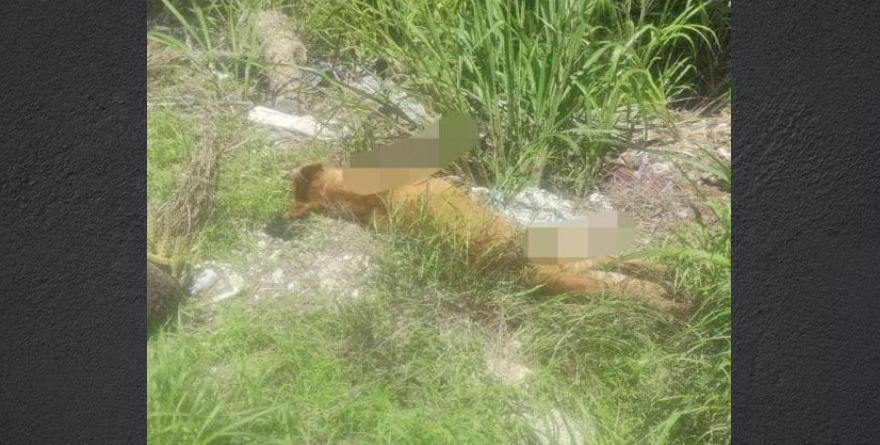 Recompensa para dar con el cobarde que envenena perros y gatos en Rioverde