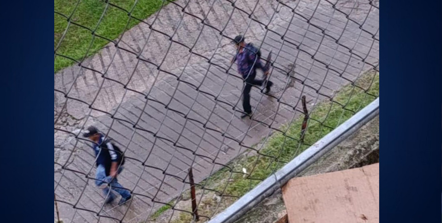 Matan a armadillo a patadas