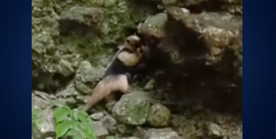 Regresa a la selva oso hormiguero