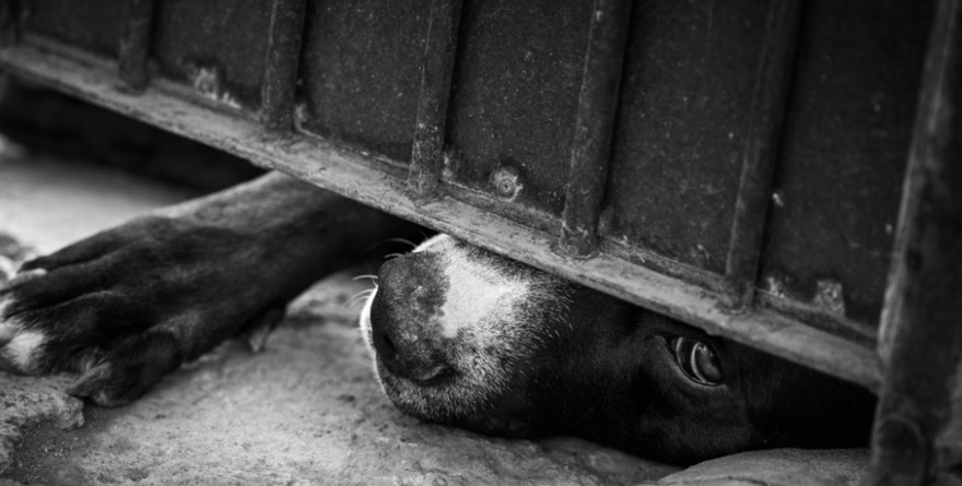 Horror en Prados de San Vicente
