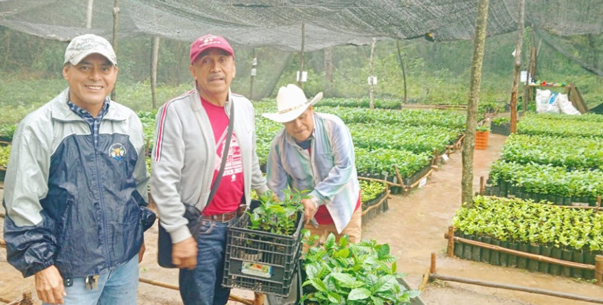 Respaldan en ley  a cafeticultores