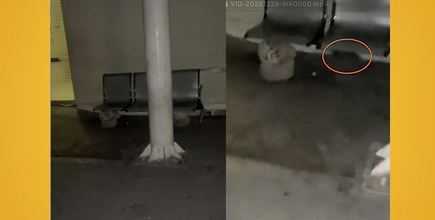 Pasean ratas por Hospital del Niño y la Mujer