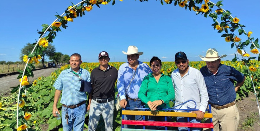 Ofrecen al turismo campo de girasoles