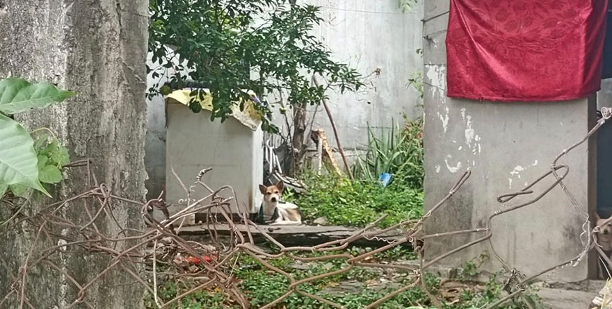 Exponen a mascotas…y les cae la policía