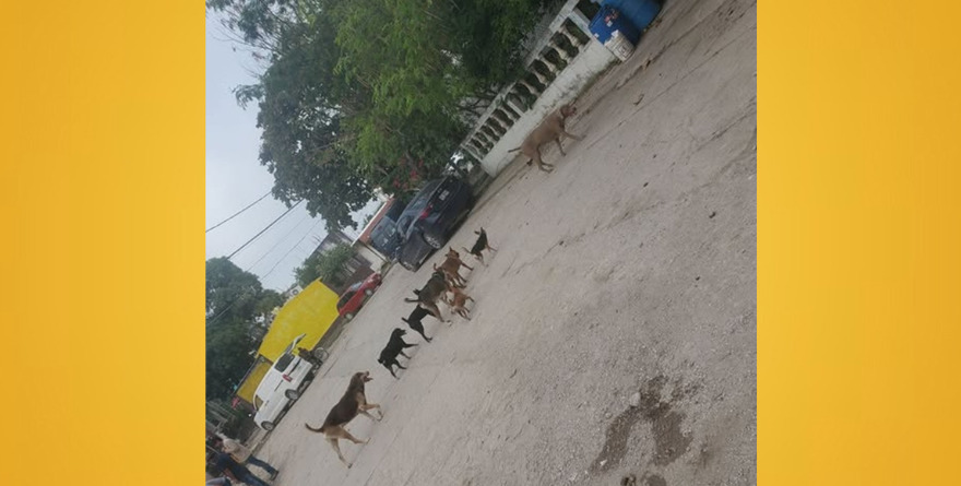 Banda de perros acecha en Tamuín