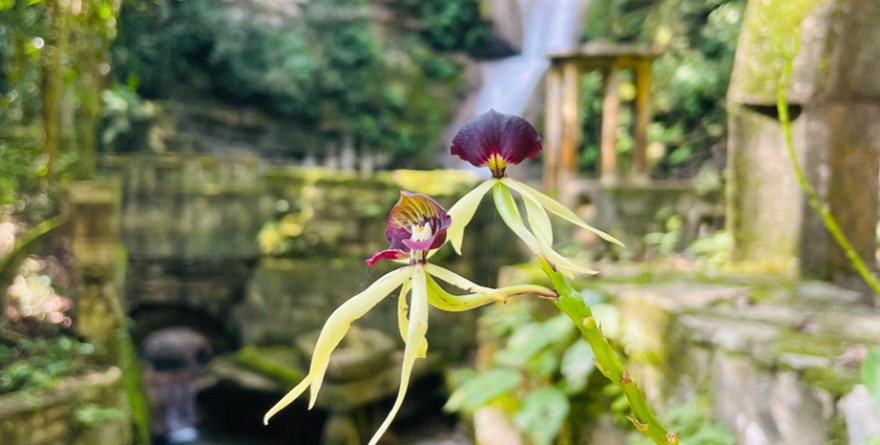 SURREALISMO Y ORQUÍDEAS