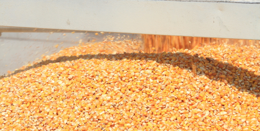 CRECE DEPENDENCIA DE GRANO IMPORTADO