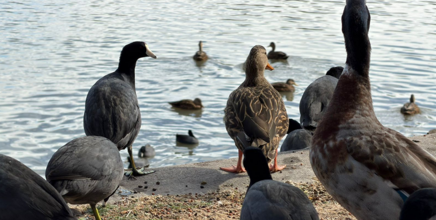 TANGAMANGA I FORTALECE SU PAPEL COMO REFUGIO DE AVES