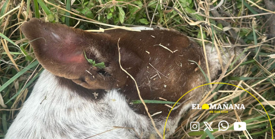Veneno desata alarma en San Marcos