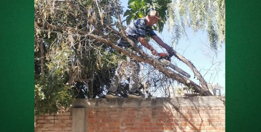Le dan su peluqueada a los ficus en Soledad