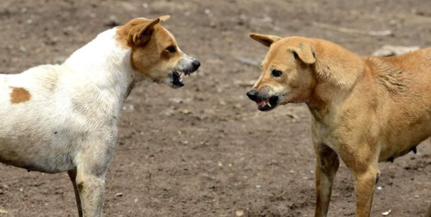 PERROS CALLEJEROS COBRAN UNA VIDA EN MATEHUALA