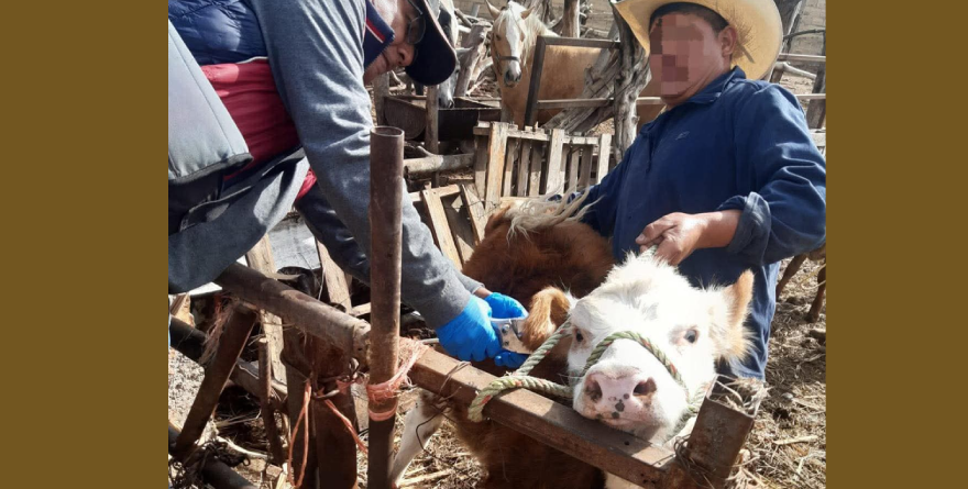 Aplican 500 vacunas a ganado en Soledad
