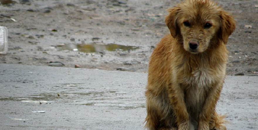 Envenenan a perritos en Mexquitic