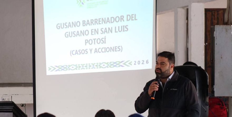 Axtla implementa acciones contra Gusano Barrenador