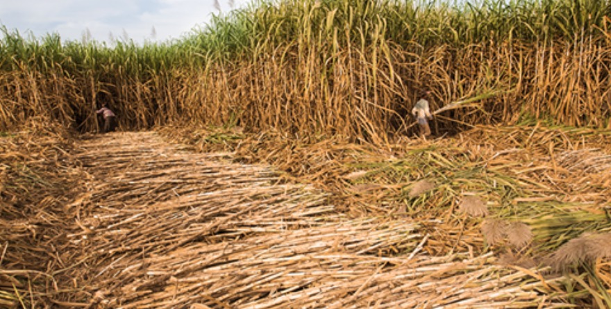 Zafra, impulsa economía regional