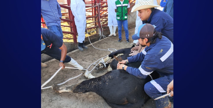 Gusano Barrenador Amenaza Huasteca