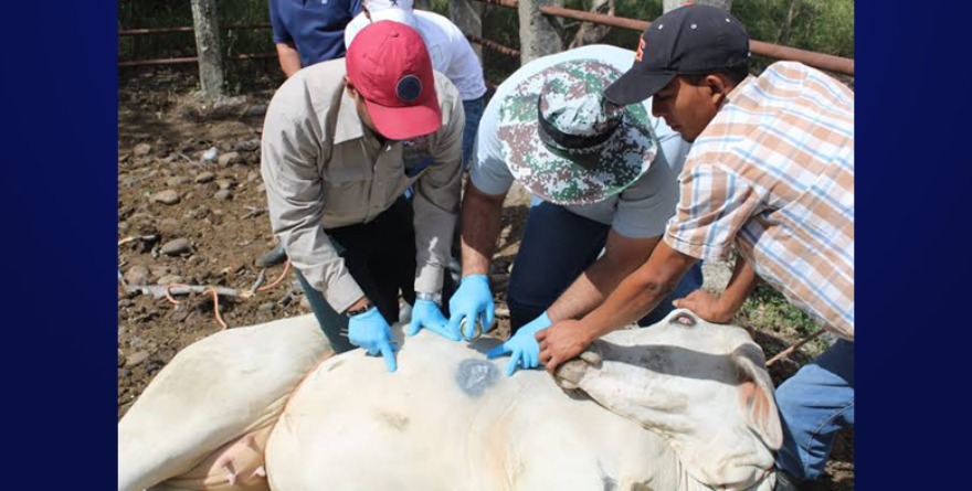 Unen fuerzas contra Gusano