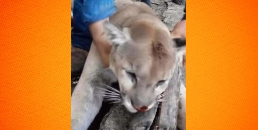 Indignación por felino abatido