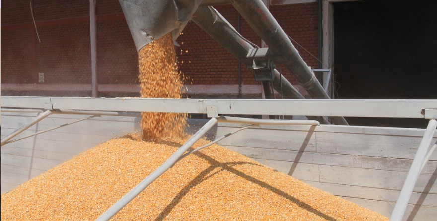 PRESIONAN ALTAS COSECHAS EN EU AL PRECIO DEL MAÍZ