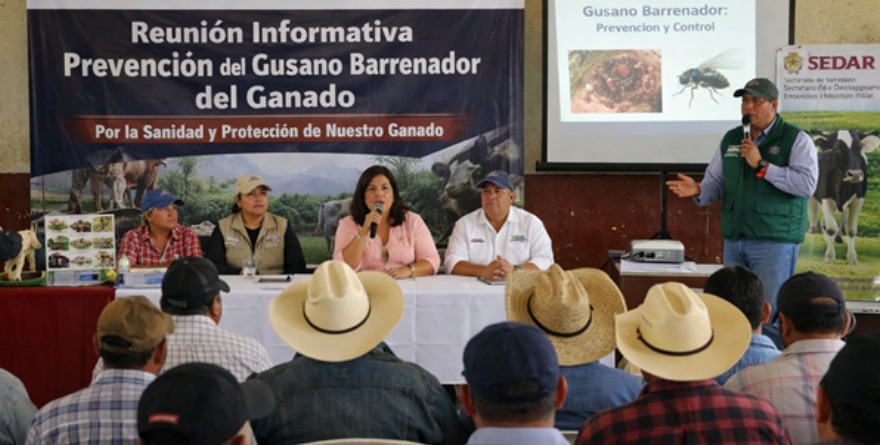 Continúan acciones contra Barrenador