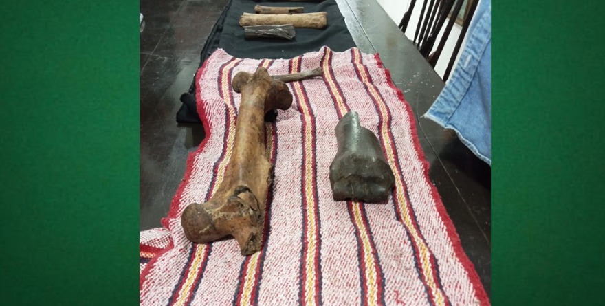 Restos fósiles llegarán a Museo Regional Huasteco