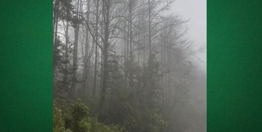 Neblina aumenta riesgos en Xilitla