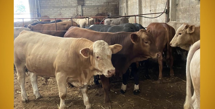 La noche se volvió aliada del robo