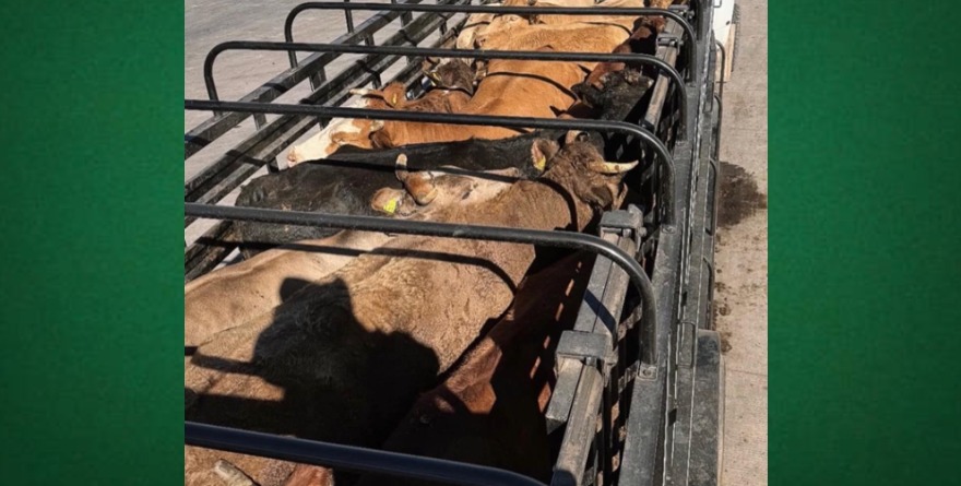 Ciudad del Maíz refuerza cuidado pecuario