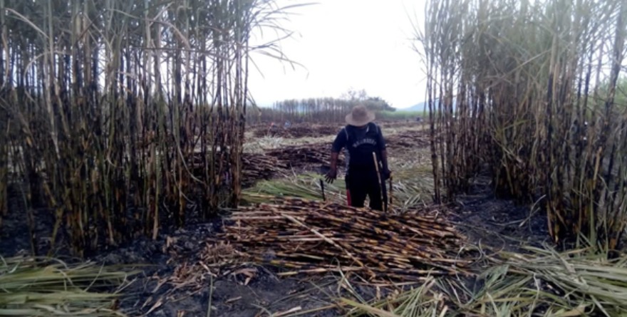 Preocupan precios a productores cañeros