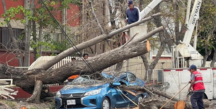 Viento arranca árbol y cae sobre auto