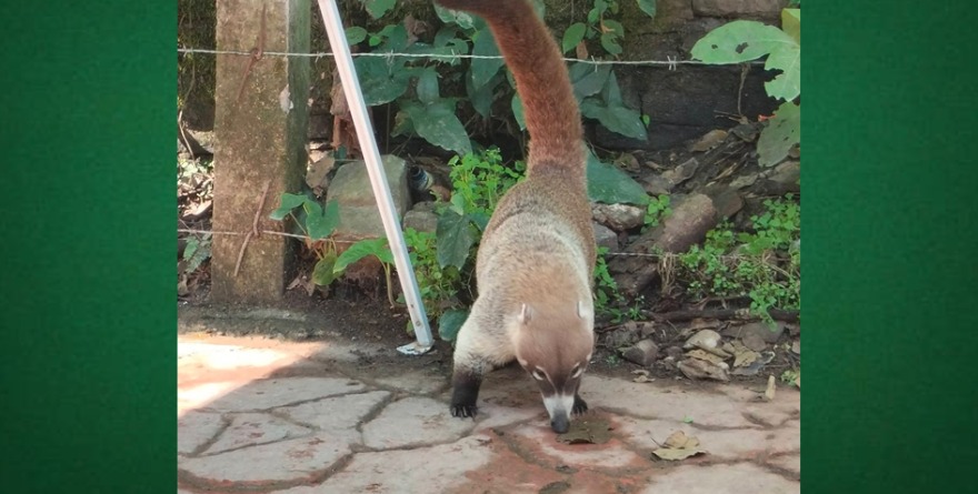 Fauna huasteca