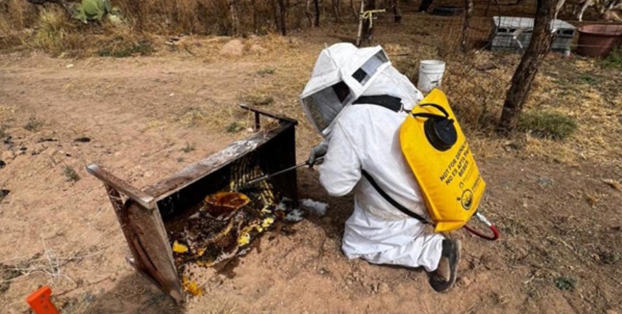 Título: Retiran panales en Gámez