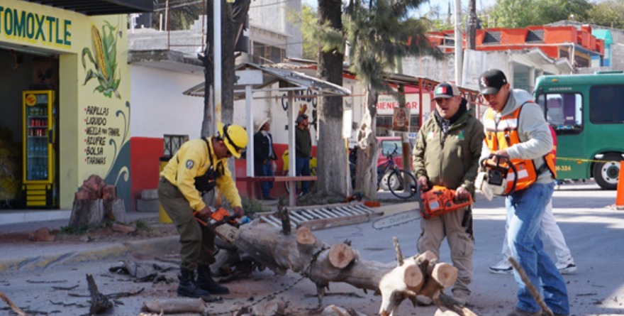 Retiran árboles secos para prevenir riesgos en rotonda