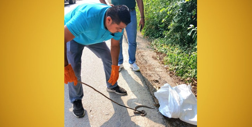 Víbora en Coxcatlán