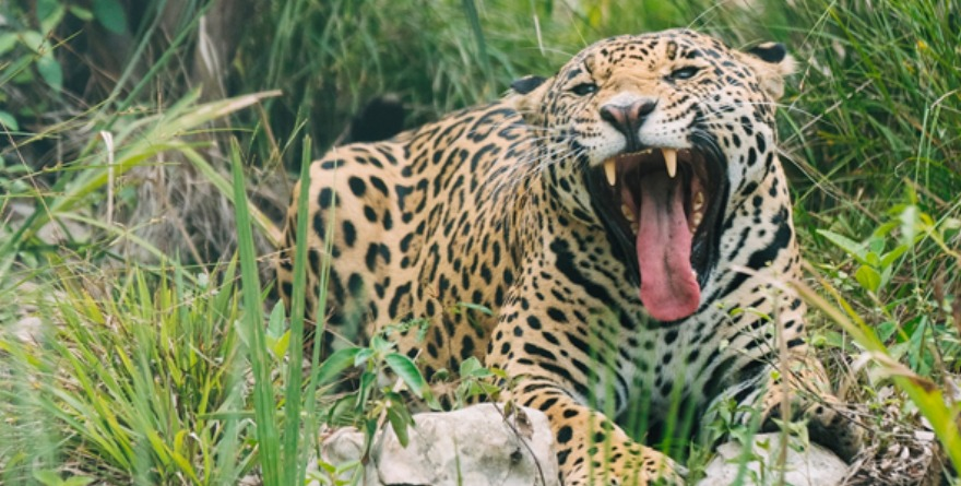 Gran felina