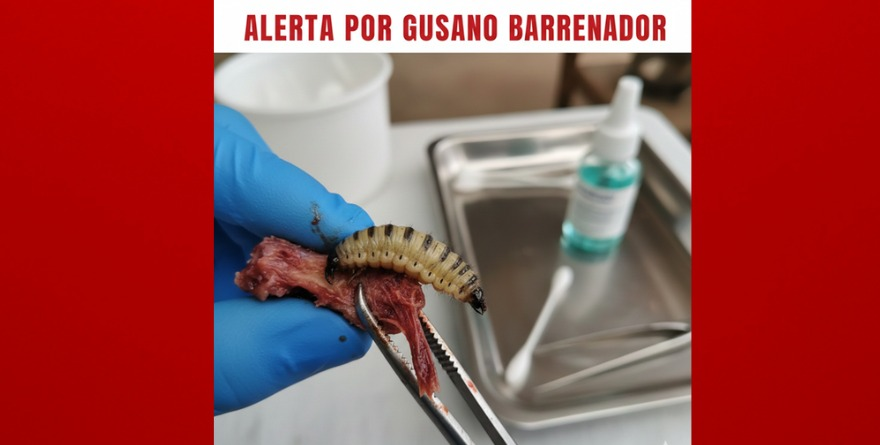 Refuerzan prevención por amenaza a la ganadería