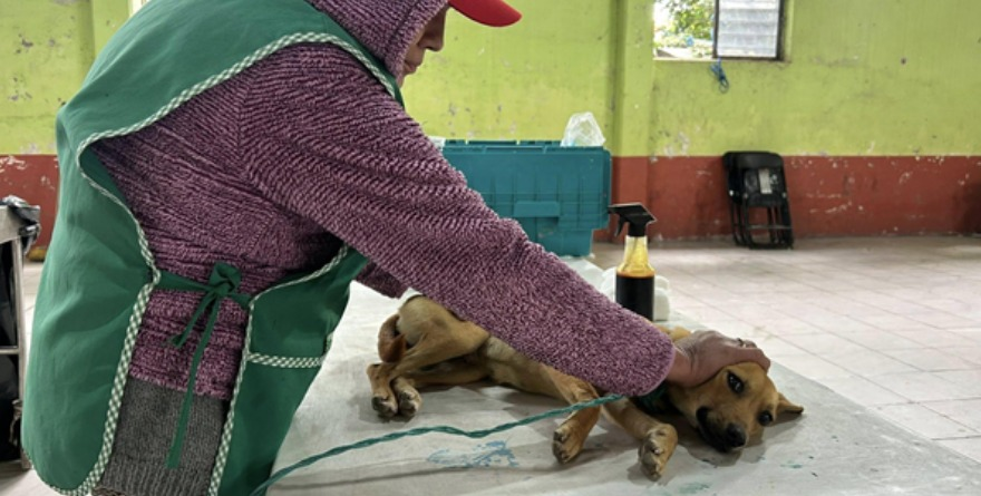 San Ciro de Acosta alista su Primera Jornada de Esterilización