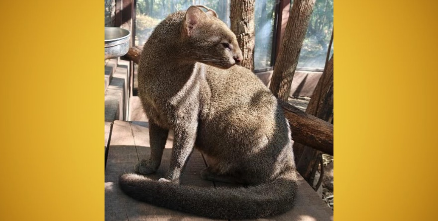 ¿Es nutria o es gato?