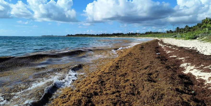 AVANZAN TONELADAS DE SARGAZO A QUINTANA ROO