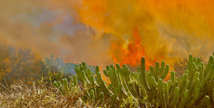 Capacitan en Mexquitic contra incendios