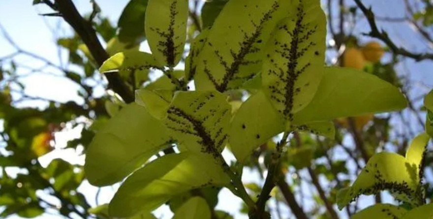 Impulsan campaña en Ciudad Fernández para combatir plagas en cítricos