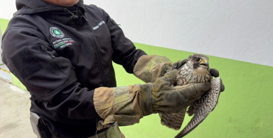 Resguardan halcón herido en Rioverde