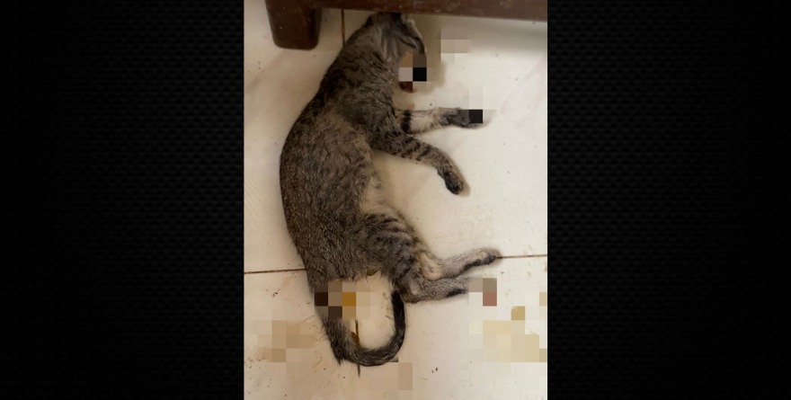 Crueldad contra animales alarma en Ciudad Valles