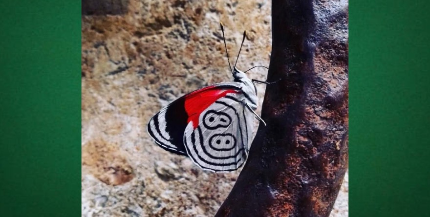 Mariposa 88 firma la selva