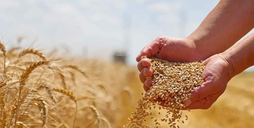 Buscan subir la cosecha con semillas turbo
