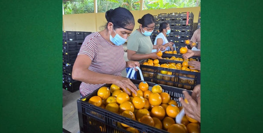 Naranjas huastecas conquistan Walmart